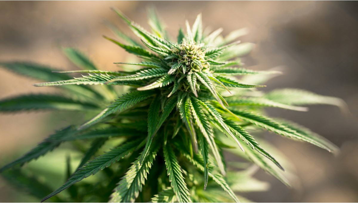 this-guide-will-explain-essential-tips-to-grow-white-widow-strain-seeds