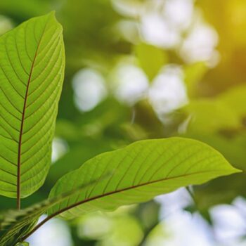 kratom strains