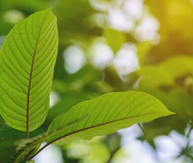 kratom strains